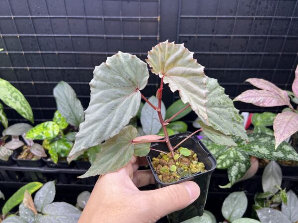 Begonia sp. Sabah