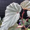 Begonia sp. Sabah - 画像 (2)