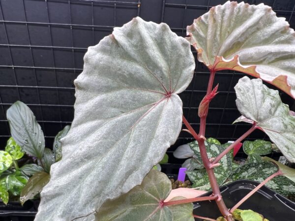 Begonia sp. Sabah - 画像 (2)