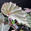 Begonia sp. Sabah - 画像 (4)