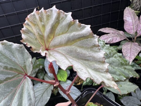 Begonia sp. Sabah - 画像 (4)