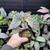 Begonia sp. Sabah - 画像 (3)