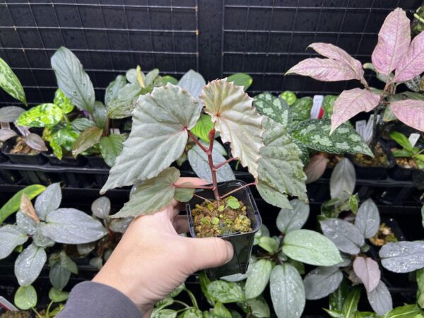 Begonia sp. Sabah - 画像 (3)