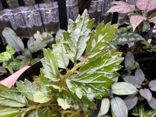 Begonia sp. Papua - 画像 (2)
