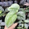 Scindapsus silver cloud