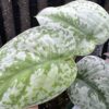 Scindapsus silver cloud - 画像 (2)