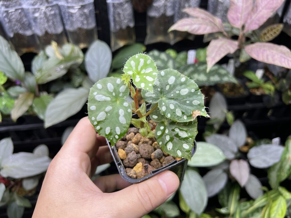 Begonia jiewhoei KZT PLANTS STORE