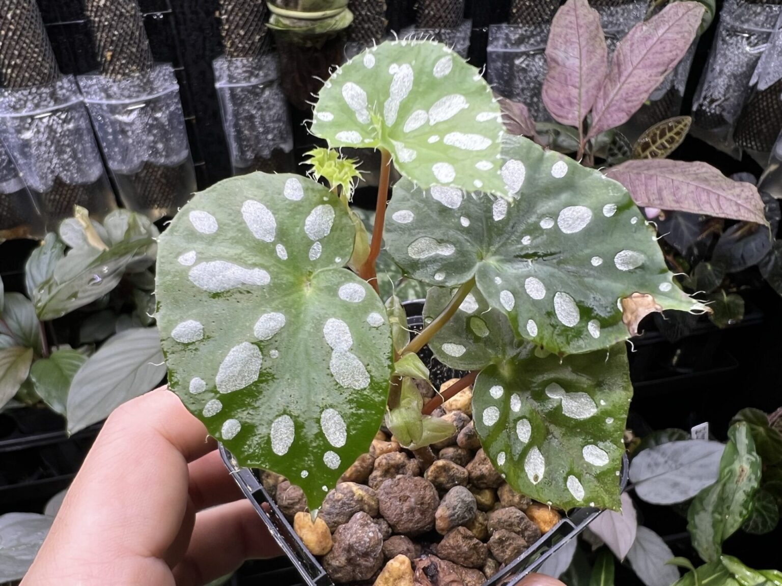 Begonia jiewhoei KZT PLANTS STORE