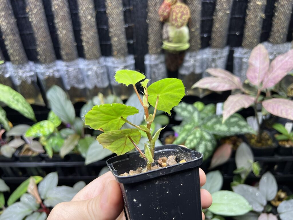 Begonia jiewhoei KZT PLANTS STORE