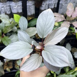 HOMALOMENA HYBRID F1 Rec109 White Silver Metallic