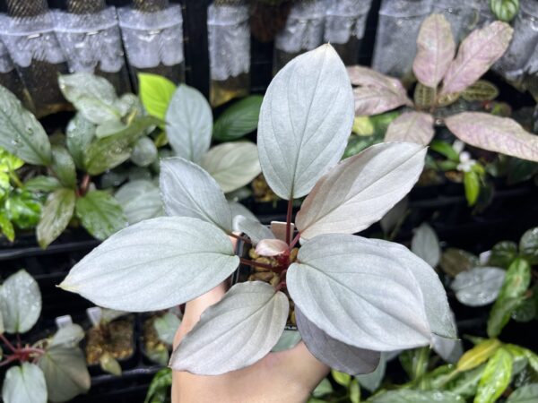 HOMALOMENA HYBRID F1 Rec109 White Silver Metallic