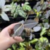 Labisia sp. Narathiwat Satun Thailand