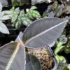 Labisia sp. Narathiwat Satun Thailand - 画像 (2)