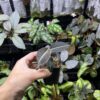 Labisia sp. Narathiwat Satun Thailand - 画像 (3)