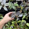 Labisia sp. Narathiwat Satun Thailand - 画像 (4)