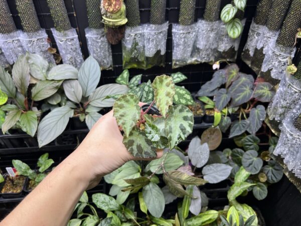 No Roots Begonia wiformis  Lang Son - 画像 (3)