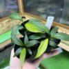 Homalomena plicata Aceh sumatera - 画像 (2)