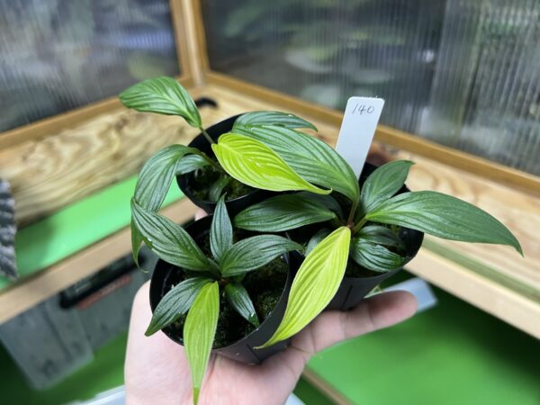 Homalomena plicata Aceh sumatera - 画像 (2)