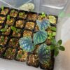 Begonia sp. West Java　Blue gradation