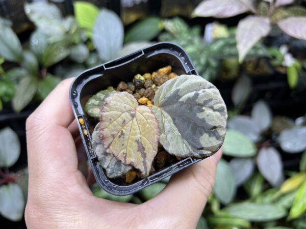 Begonia cf. aketajawensis - 画像 (2)