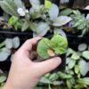 Rooted ! Begonia sp. Chiku,Kelantan　Green - 画像 (3)