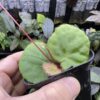 Rooted ! Begonia sp. Chiku,Kelantan　Green