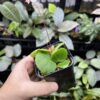 Rooted ! Begonia sp. Chiku,Kelantan　Green - 画像 (4)