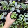 Rooted ! Begonia sp. Chiku,Kelantan　Green - 画像 (5)