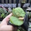 Rooted ! Begonia sp. Chiku,Kelantan　Green - 画像 (2)