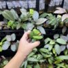 Rooted ! Begonia sp. Chiku,Kelantan　Green - 画像 (6)