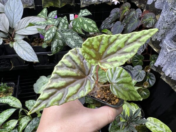 Begonia variabilis Nopphitam