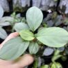 HOMALOMENA HYBRID F2 HR2