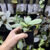 HOMALOMENA HYBRID F2 HR2 - 画像 (3)