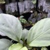 HOMALOMENA HYBRID F2 HR2 - 画像 (2)