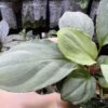HOMALOMENA HYBRID F2 HR2 - 画像 (4)