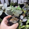 Ardisia sp. Riau sumatra  Black Velvet - 画像 (2)