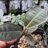 Ardisia sp. Riau sumatra  Black Velvet