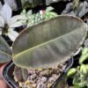 Ardisia sp. Riau sumatra  Black Velvet - 画像 (3)