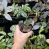 Ardisia sp. Riau sumatra  Black Velvet - 画像 (4)