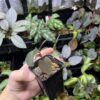 Ardisia sp. Riau sumatra  Black Velvet - 画像 (5)
