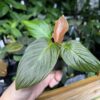HOMALOMENA HYBRID F1 Rec148