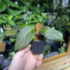 HOMALOMENA HYBRID F1 Rec148 - 画像 (2)