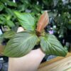 HOMALOMENA HYBRID F1 Rec148 - 画像 (3)