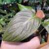 HOMALOMENA HYBRID F1 Rec148 - 画像 (4)