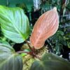 HOMALOMENA HYBRID F1 Rec148 - 画像 (5)
