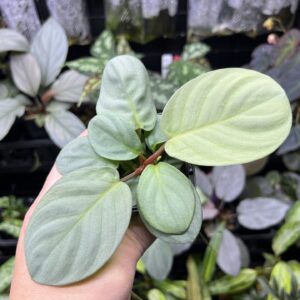 HOMALOMENA HYBRID F1 Rec142