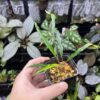 Homalomena vittifolia  Morowali,Sulawesi WF1 Super Narrow