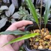 Homalomena vittifolia  Morowali,Sulawesi WF1 Super Narrow - 画像 (2)