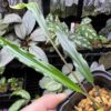 Homalomena vittifolia  Morowali,Sulawesi WF1 Super Narrow - 画像 (5)