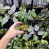 Homalomena vittifolia  Morowali,Sulawesi WF1 Super Narrow - 画像 (4)